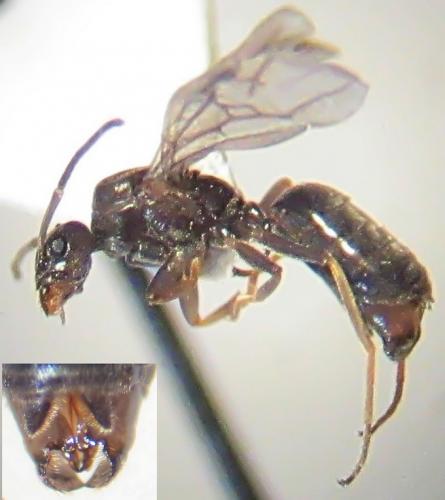 Tapinoma magnum
